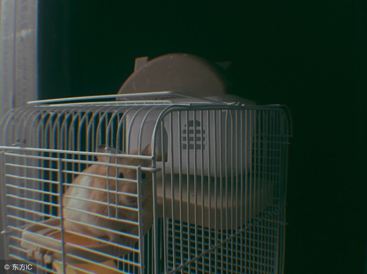 1996属鼠2023年运势,属鼠的人婚姻和运程怎么样