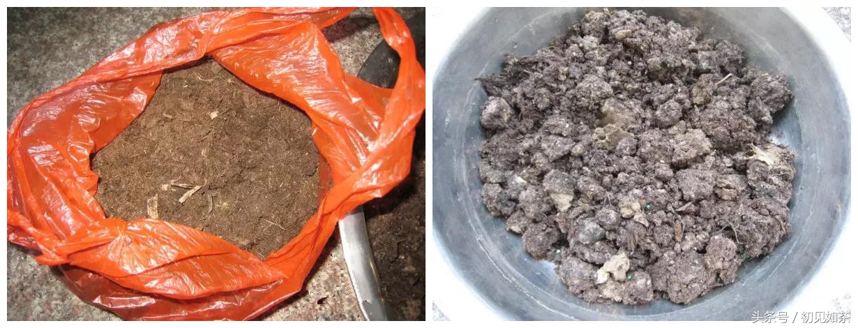 百合花盆栽的养殖方法,盆栽百合花养殖方法和技巧视频