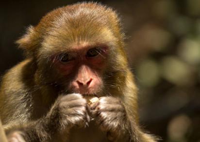 生肖猴的一月财运如何呢,生肖猴的财运来了