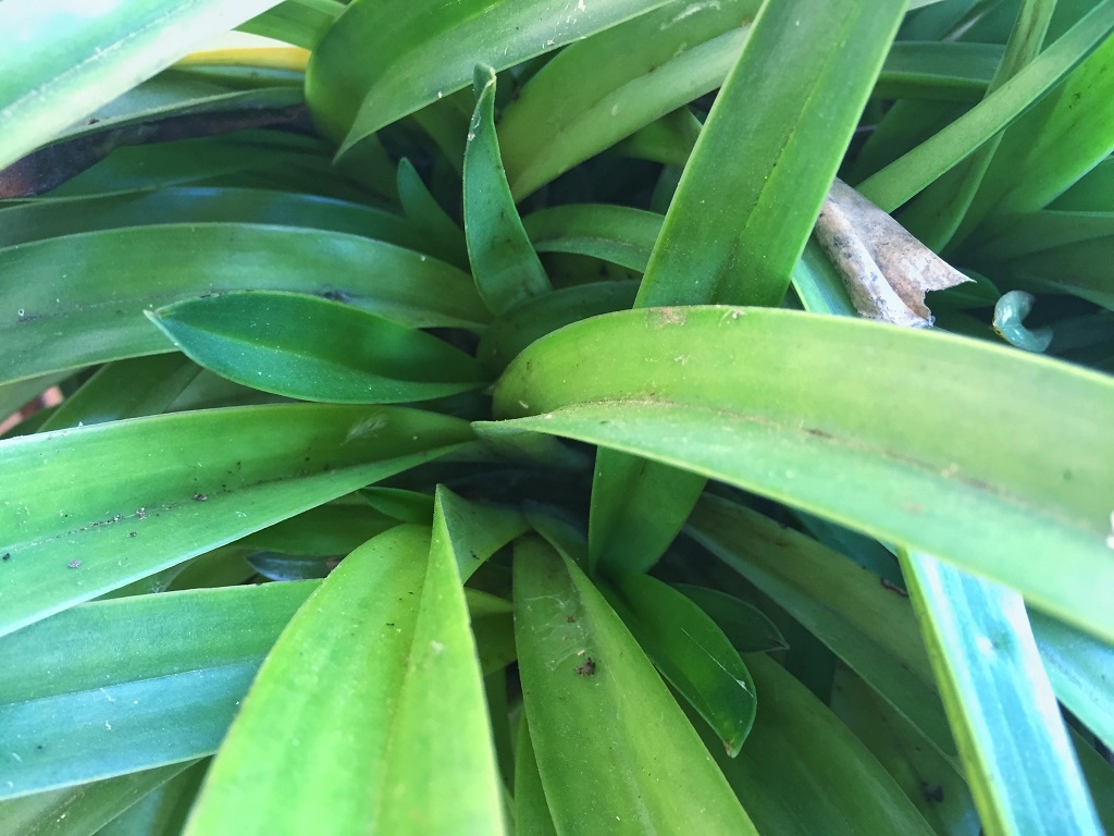 大唐盛世兰花叶尖焦黄,兰花叶尖焦黄发黑可以用多菌灵吗