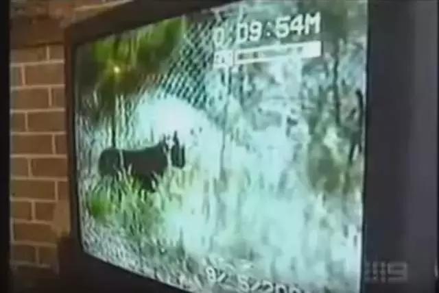 澳洲未解之谜，它又出现了！幽灵猫现，必有血案！