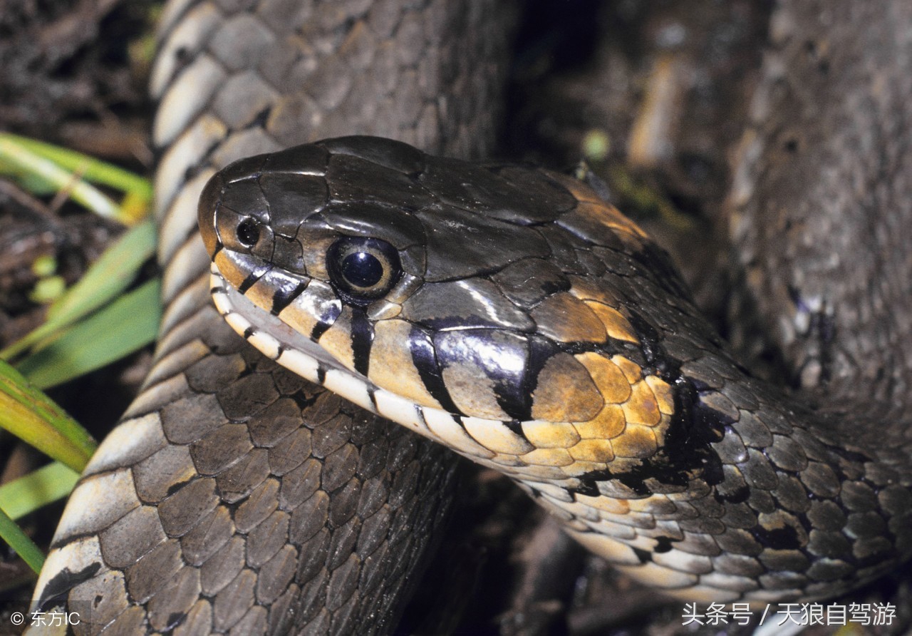 蛇虫叮咬怎么去除,避免蛇虫咬伤的安全措施