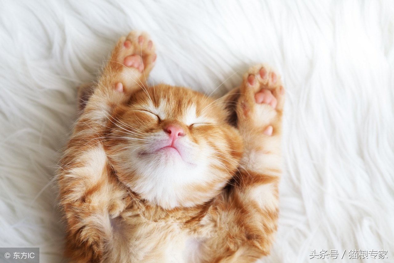 家中养猫需要留心的风水注意事项,养猫应注意哪些疾病会传染给人的