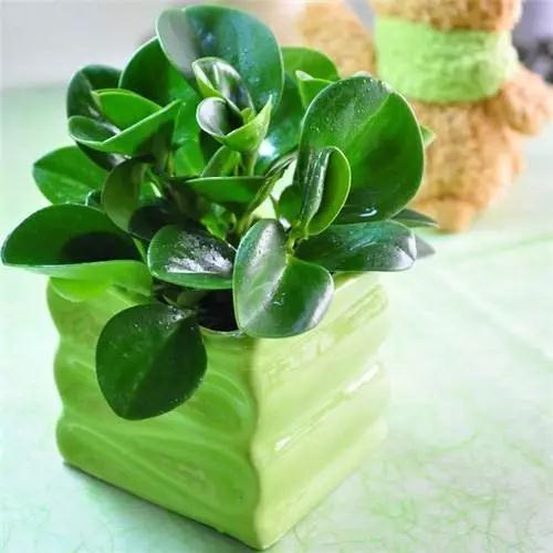 多肉绿植浇水的正确方法,多肉植物养花知识大全与技巧