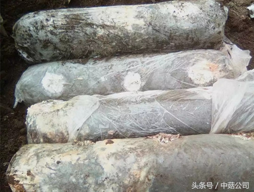 链孢霉用什么药治,不花钱去除霉点的方法