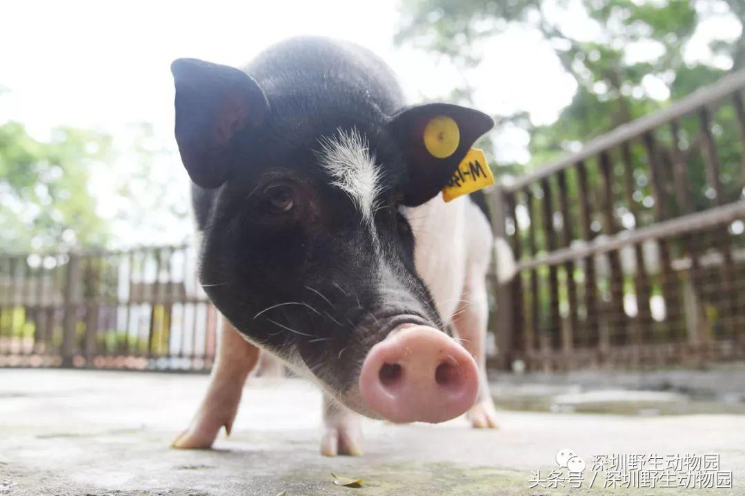 足球球员动物化,足球界马儿