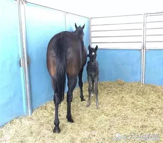 伊泰大漠马场,内蒙古伊泰杯2023