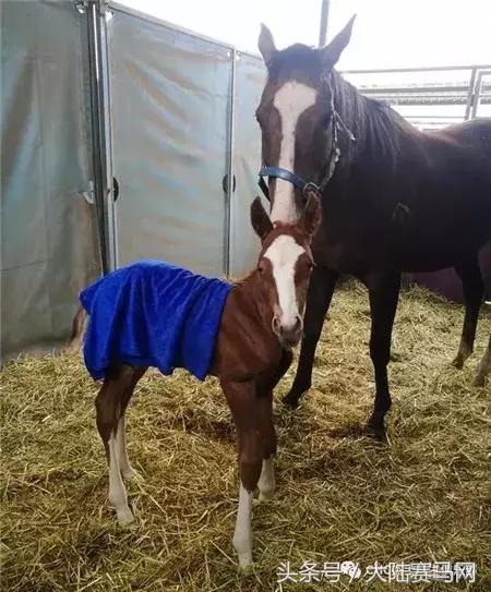 内蒙古伊泰大漠马业在哪里,内蒙古伊泰大漠马业