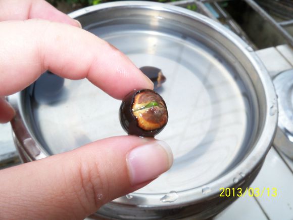 海碗养碗莲,四季开花碗莲生长全过程