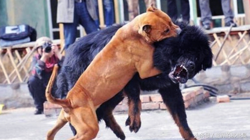 纯种比特犬能打过狼吗,比特犬对战野狼