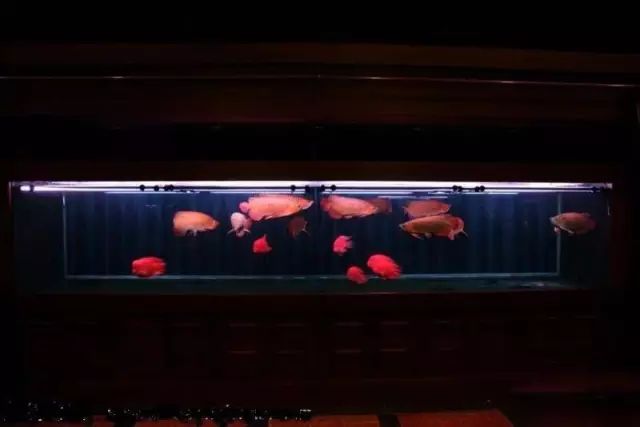 小型热带鱼的大致混养原则,新手热带鱼推荐混养