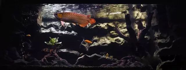 经典混养搭配,混养的问题及解决方法