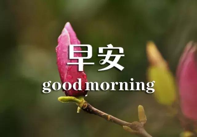 问候早安正能量的优美句子,真诚的友谊早安问候最新