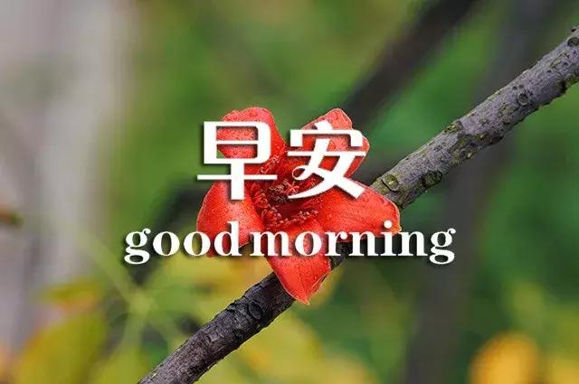 问候早安正能量的优美句子,真诚的友谊早安问候最新