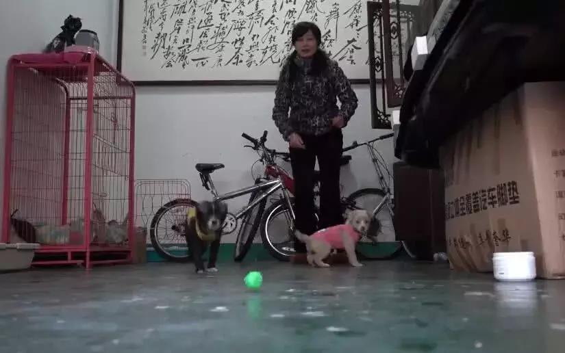 母狗将幼崽藏在下水管里,母狗总是把狗仔藏起来