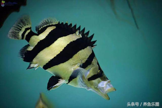 想养几条好养的鱼,想养个好养的动物