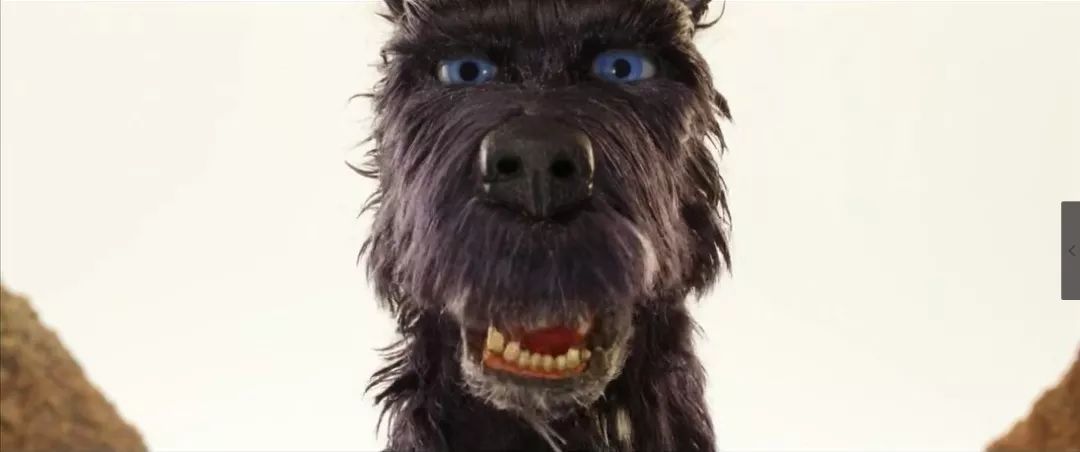 爱狗人士看的电影,爱狗人士必看的6部温情日本电影