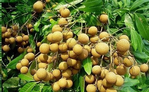 广西一年四季有吃不完的应季水果,广西什么水果便宜又好吃夏天