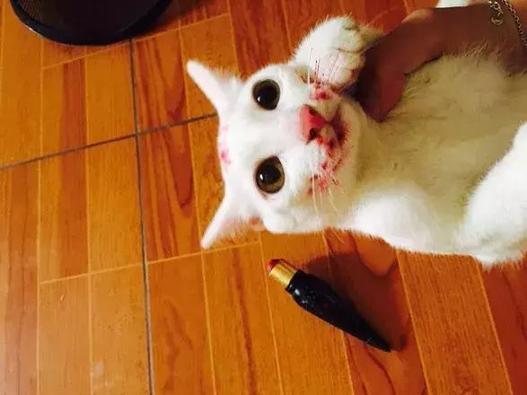 猫咪吃了主人的CL口红，主人超心疼，网友：这可是口红中的法拉利