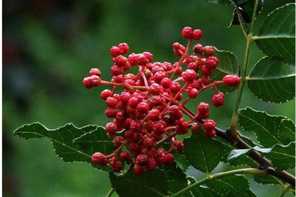 花椒与麻椒的区别,花椒与麻椒区别
