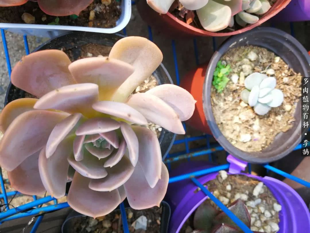 10种养不死的多肉新手的首选,露养多肉的100种方法