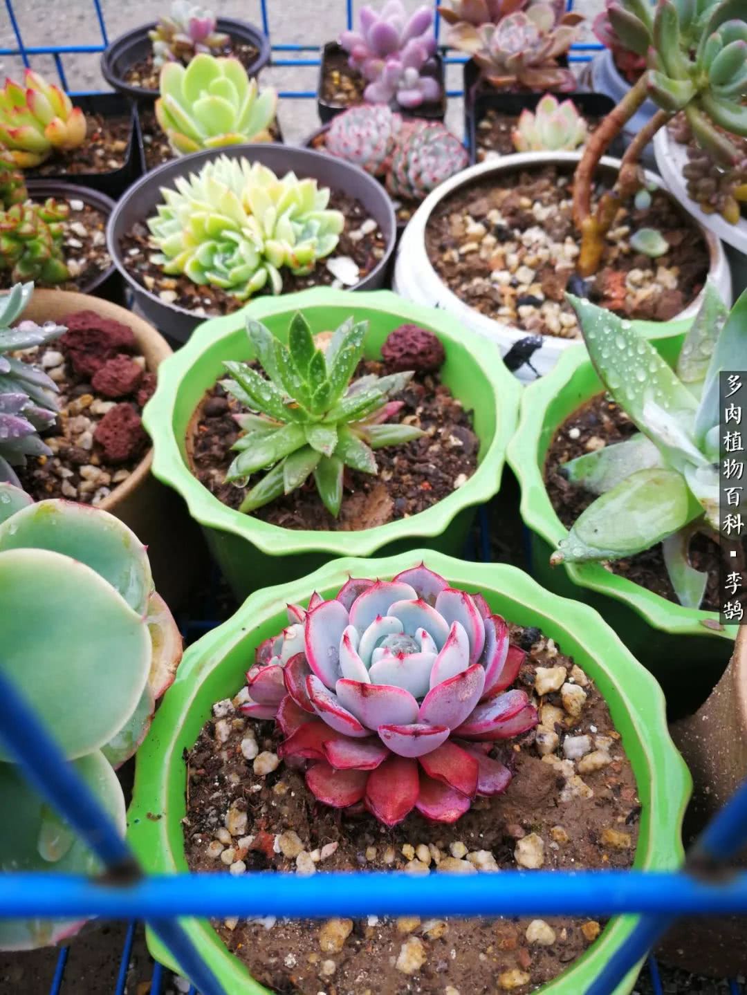 10种养不死的多肉新手的首选,露养多肉的100种方法