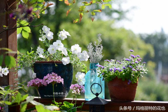 花园蚊虫多怎么解决,花园蚊子多怎么处理