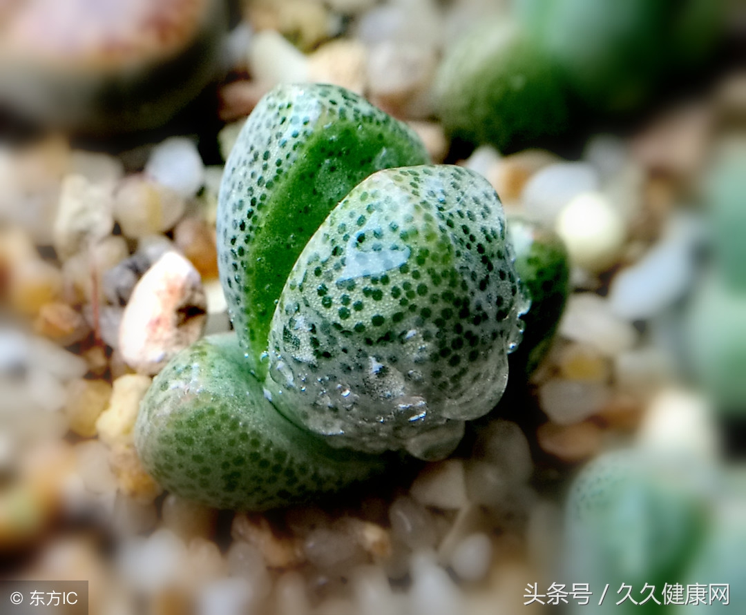 萌嘟嘟的多肉,萌嘟嘟多肉