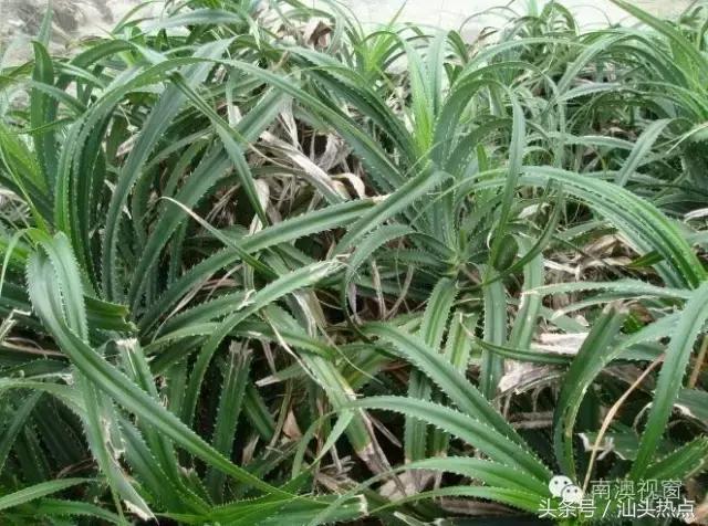 南澳海边一种神秘果实，99%的人不知道的奇特功效！