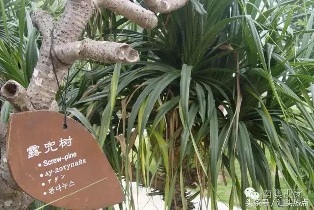 南澳海边一种神秘果实，99%的人不知道的奇特功效！