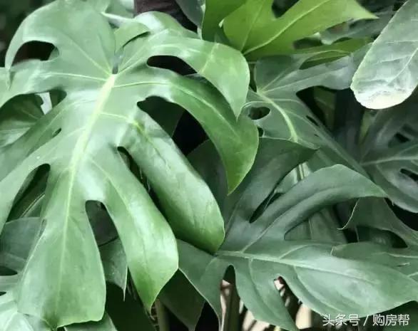 哪种绿萝吸甲醛最好,去甲醛最好的10种植物绿萝