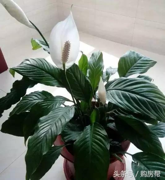 哪种绿萝吸甲醛最好,去甲醛最好的10种植物绿萝