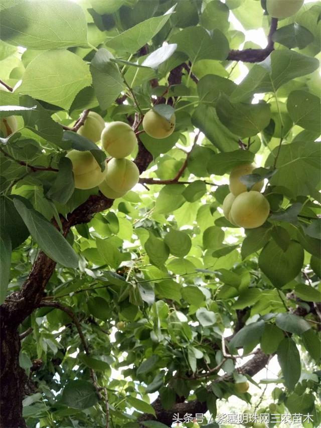 梨木台风景区顺缘农家院,天津蓟县梨木台顺鑫缘农家院