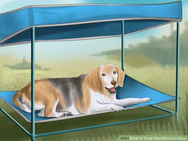 狗狗夏日中暑怎么办,夏季狗狗中暑怎么办