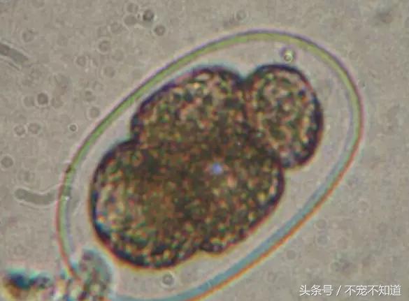 人感染犬钩虫怎么办,犬钩虫和蛔虫的区别