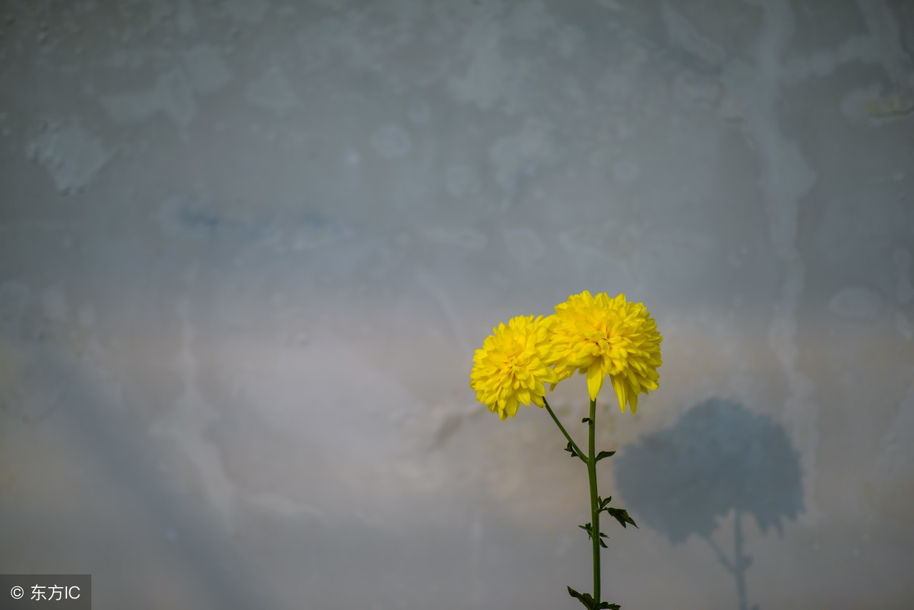 青李子的歌,青李子轻音乐