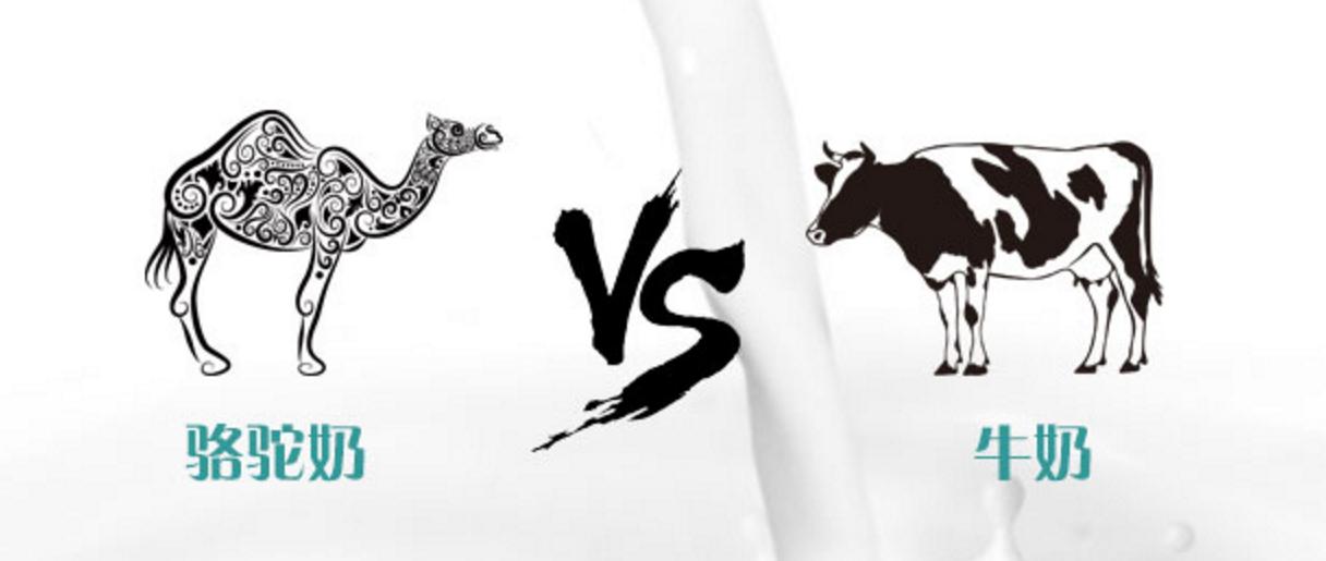 骆驼奶价格是多少,骆驼奶和羊奶哪个价格高