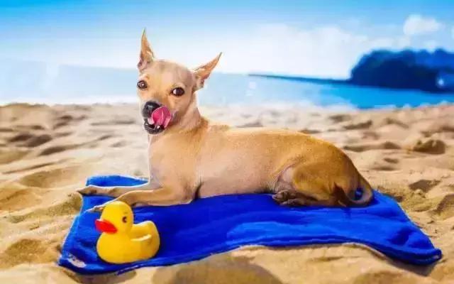 c罗养的狗对比梅西养的,梅西和c罗的宠物到了足球场