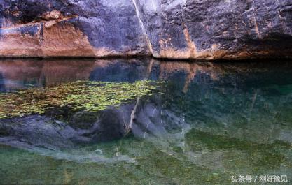 为什么动物能直接喝脏水,为什么动物可以喝不干净的水