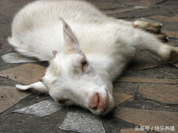 羔羊为什么死亡率高,新手养羊如何提高小羊羔存活率