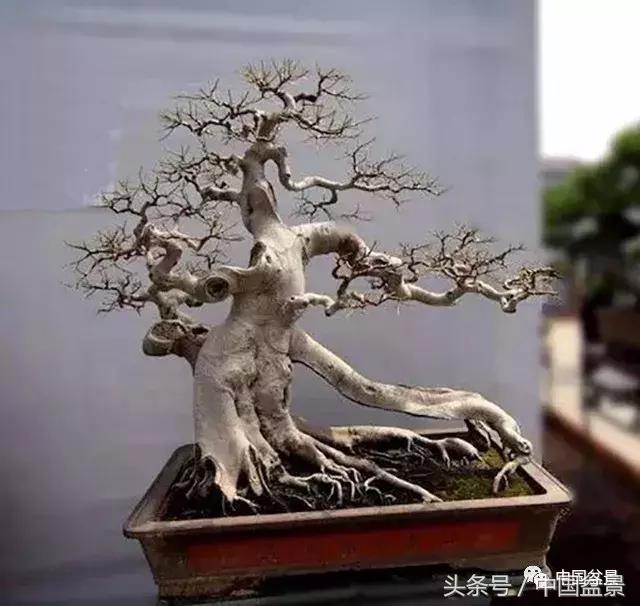 榕树盆景欣赏,欣赏盆景的感受句子