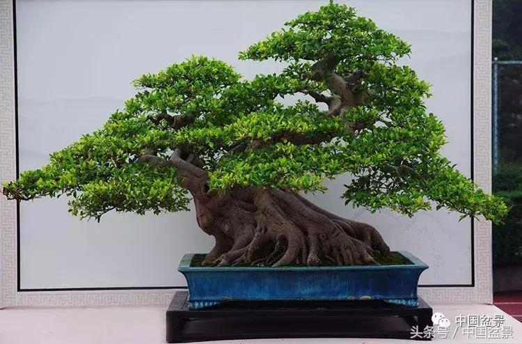 榕树盆景欣赏,欣赏盆景的感受句子