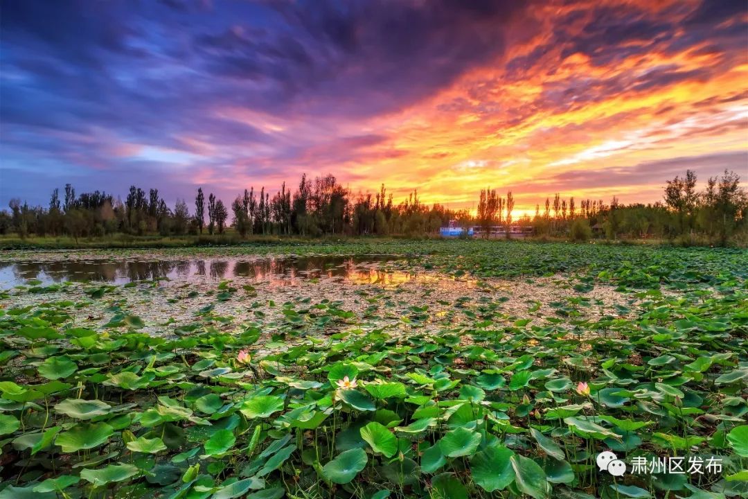 太迷人了！肃州区的这幅生态画卷越绘越美丽！