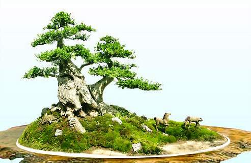 对节白蜡盆景单枝和双枝哪种好,对节白蜡盆景能在北方室内养吗