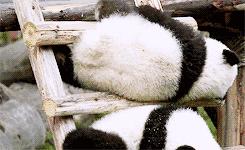 世界上最高龄大熊猫,大熊猫战兽