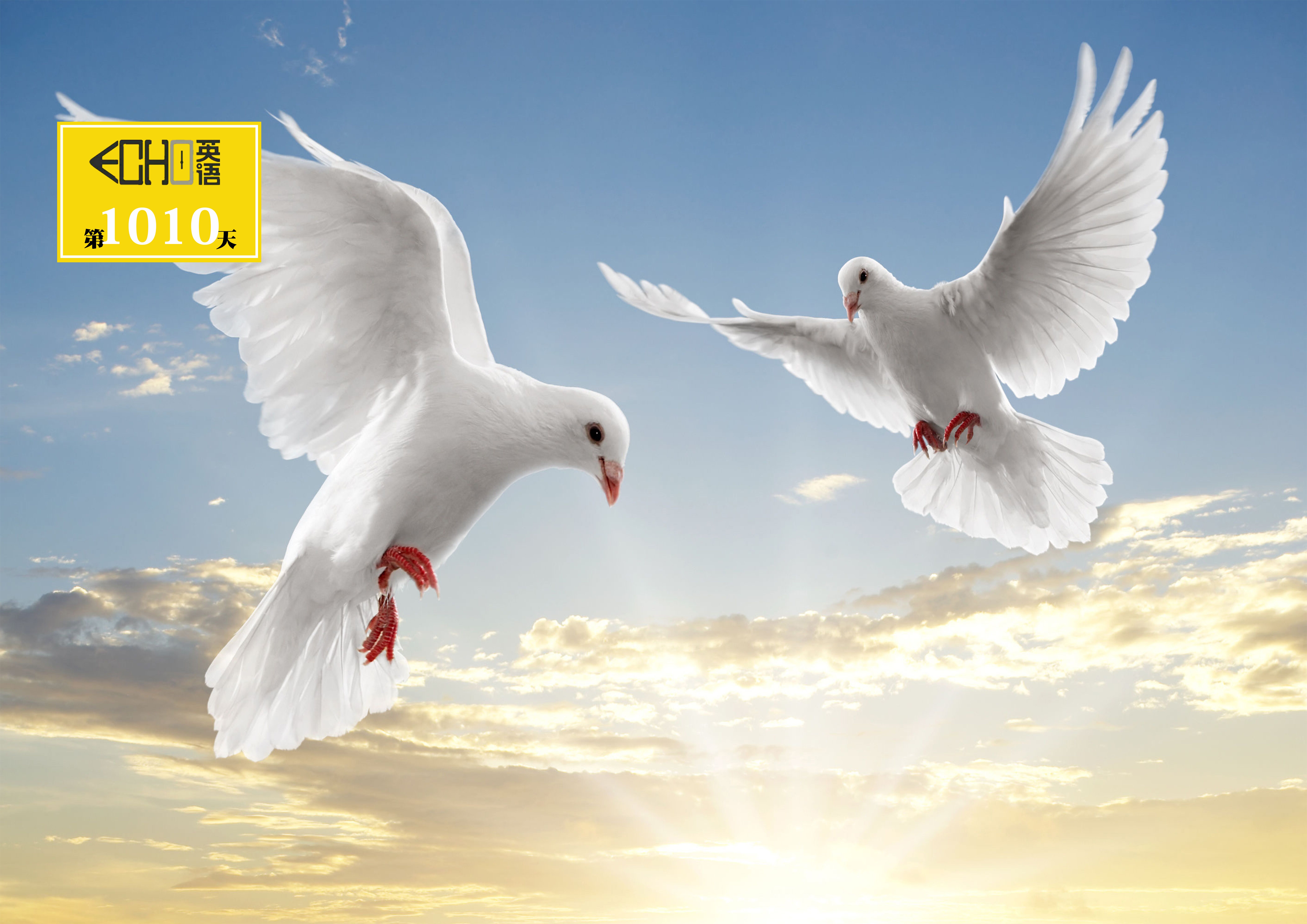 什么？放某人鸽子竟然不是“flyone’spigeon”