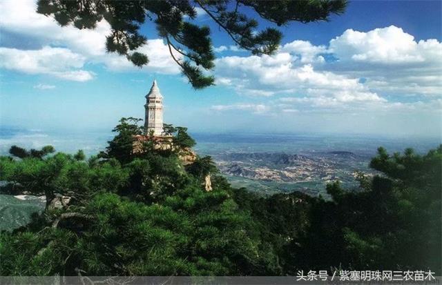 梨木台古树农家院,蓟县梨木台兴业缘农家院