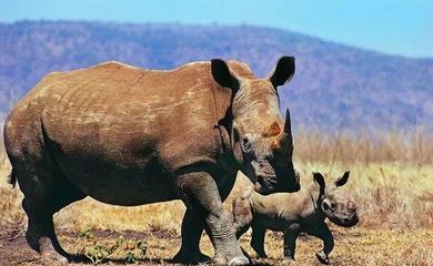 犀角有什么来历,犀角传说真实故事