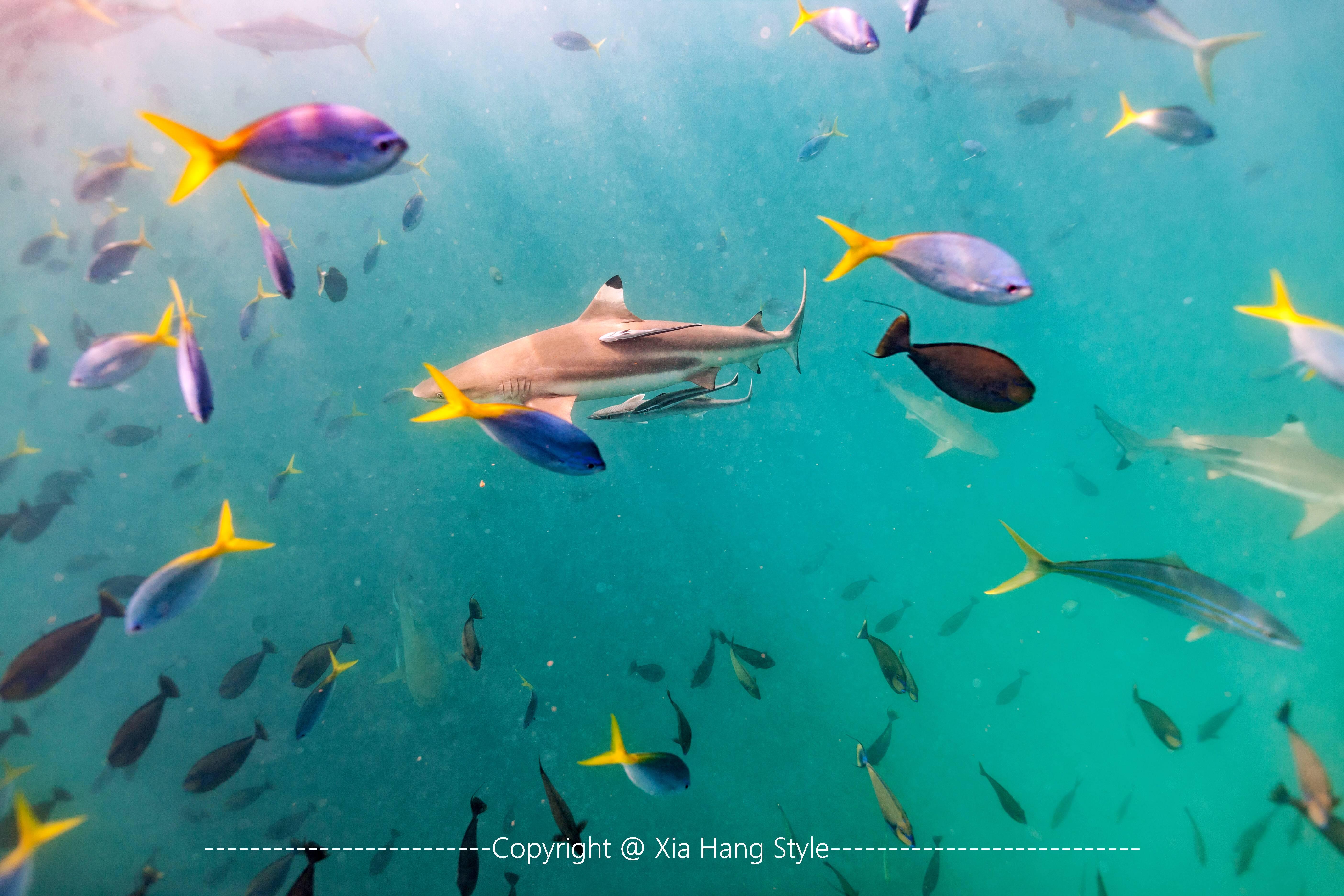 世界上人口最少的岛国，先后被4个国家统治，却是潜水者的天堂