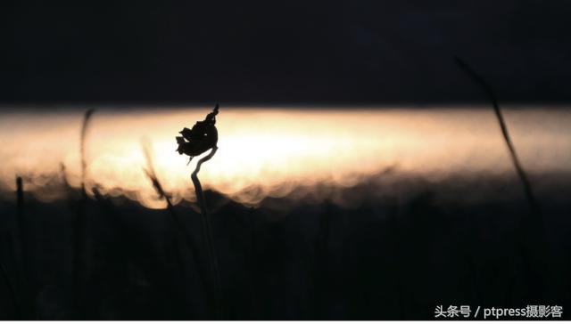 华为手机怎么拍花的技巧,春天拍花的必备技巧是什么